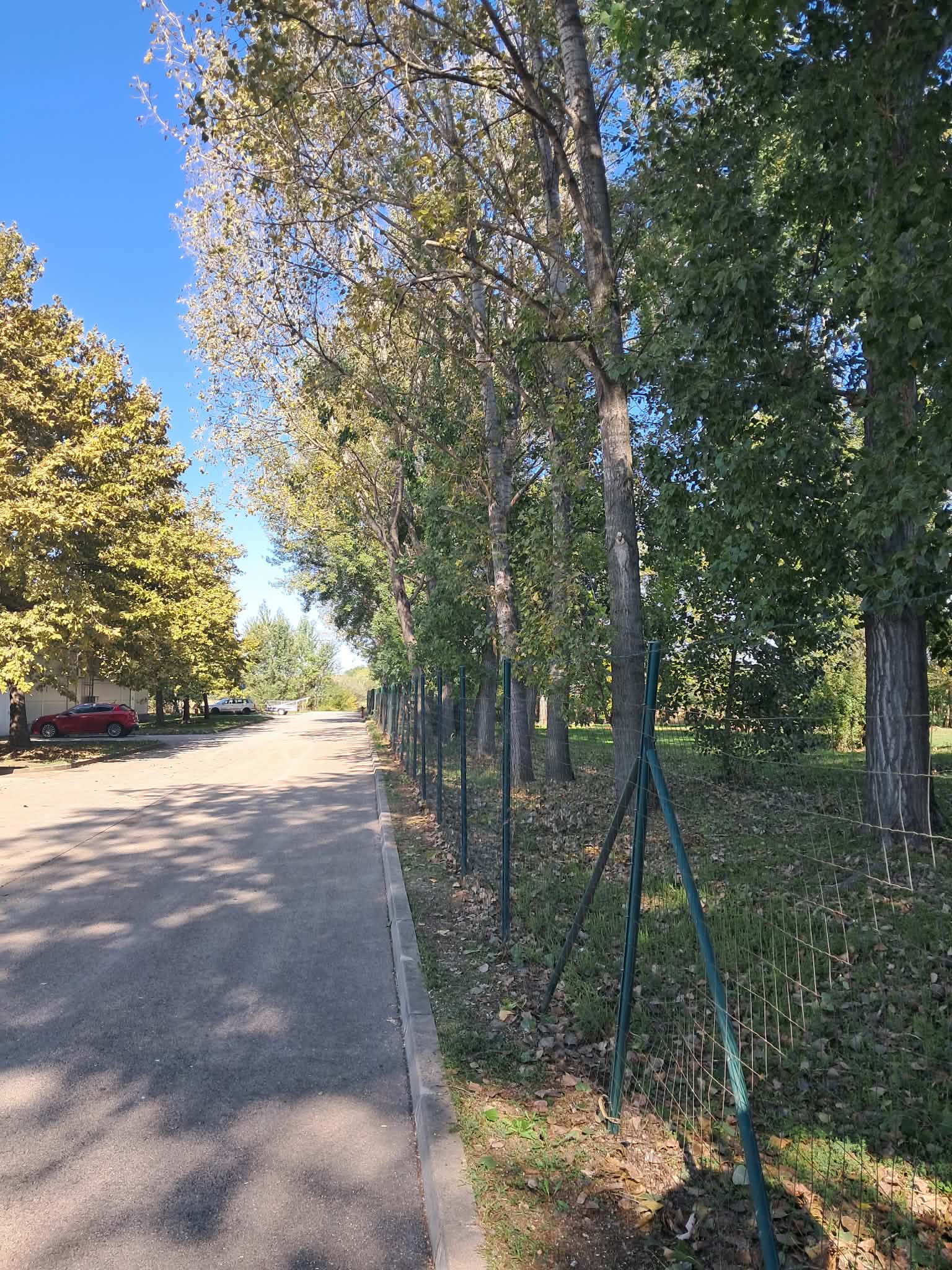 Fakivágás előtte — fasor a kerítés mellett