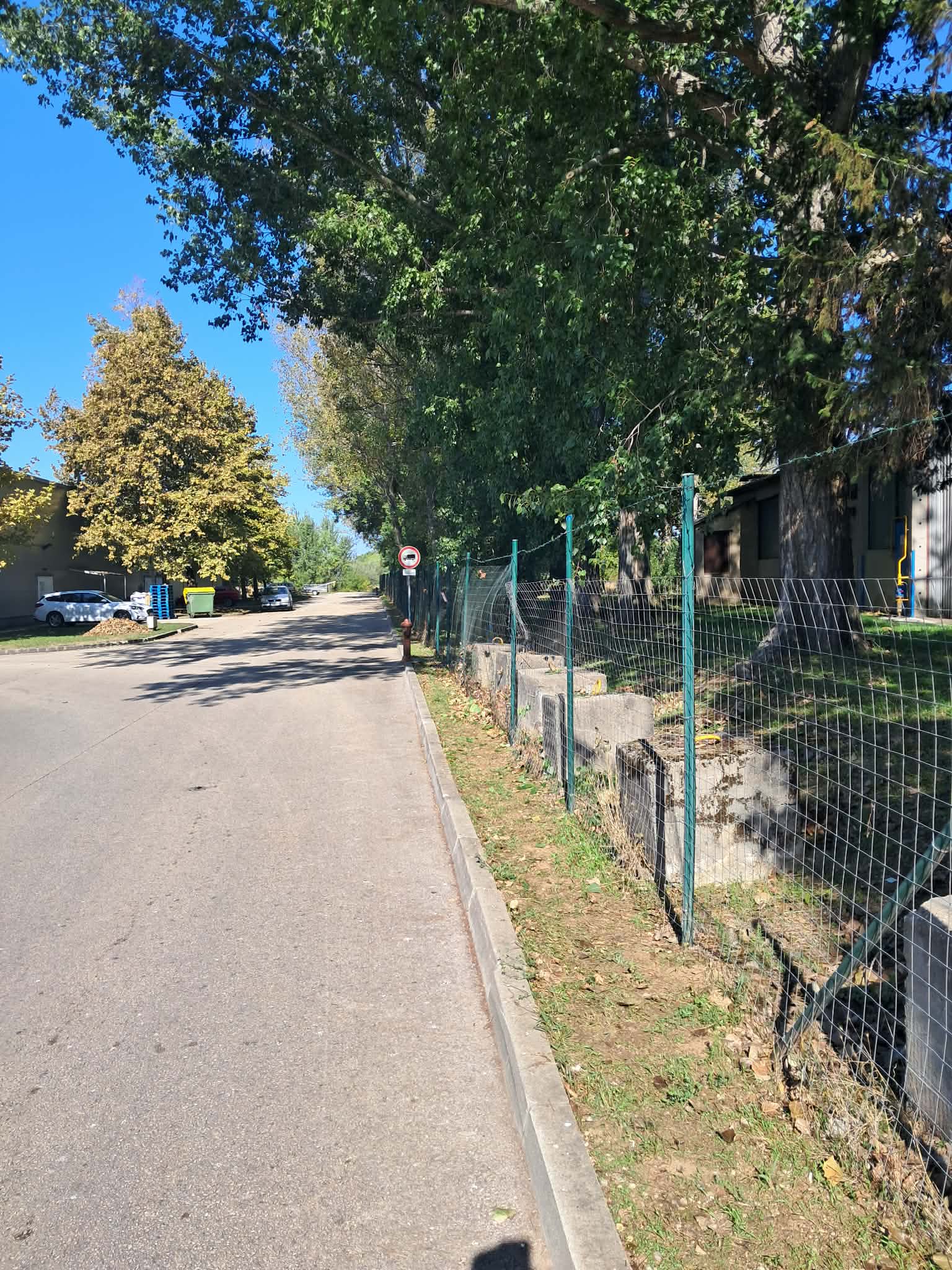 Fakivágás után — rendezett fasor utca mellett