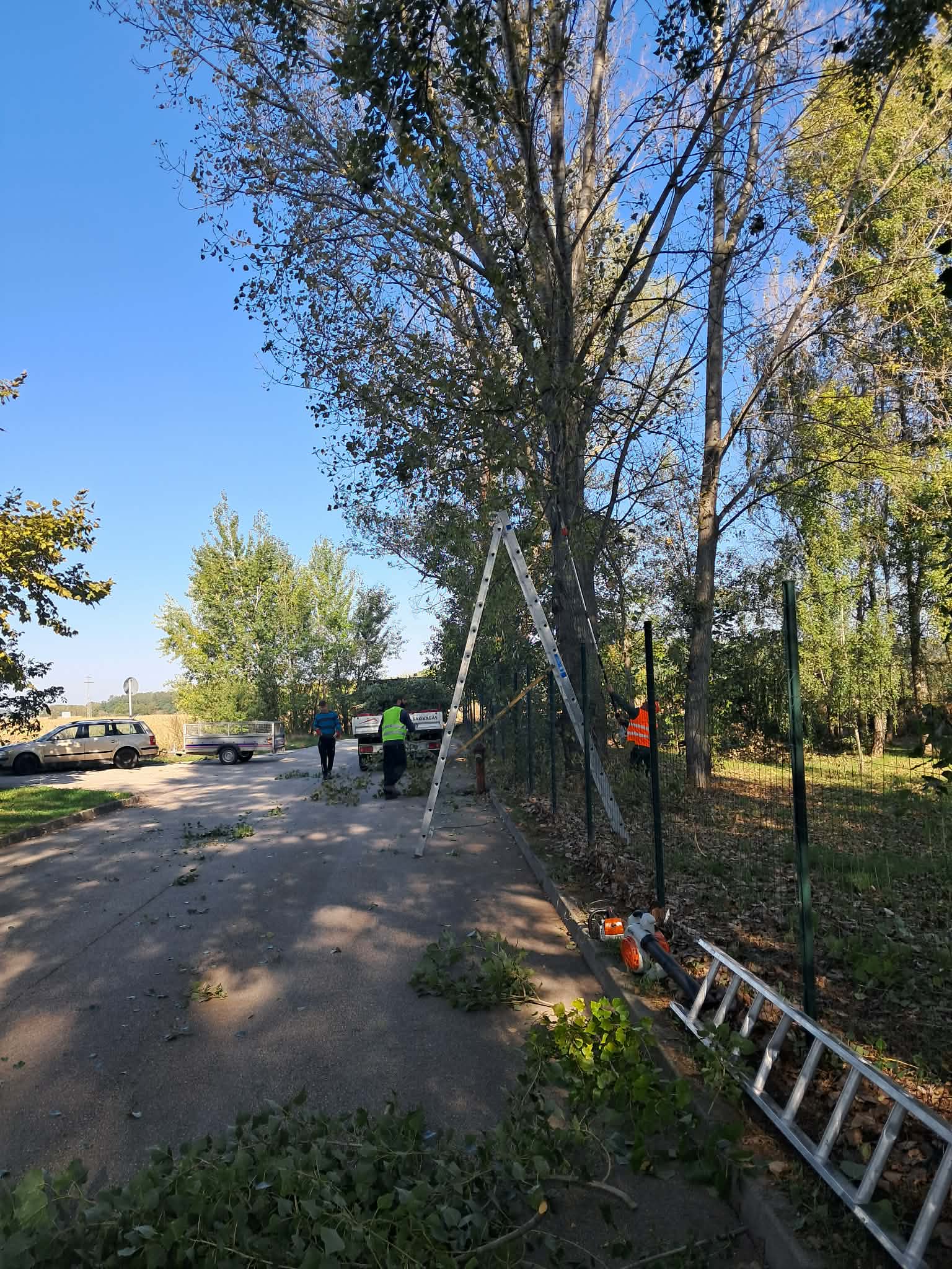 Fakivágás — munka létrával facsoport mellett