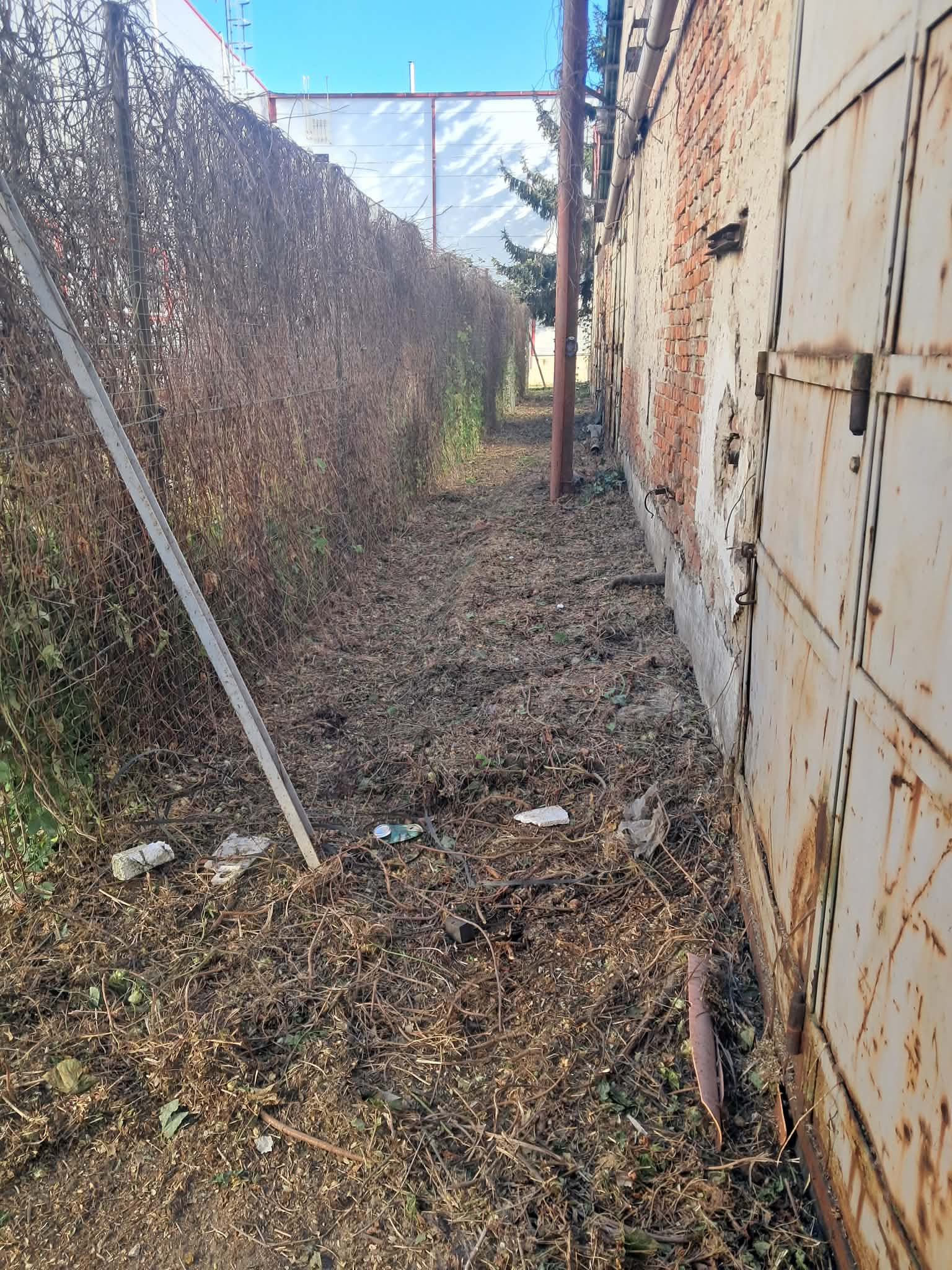 Területtisztítás előtte — elhanyagolt gazos udvar