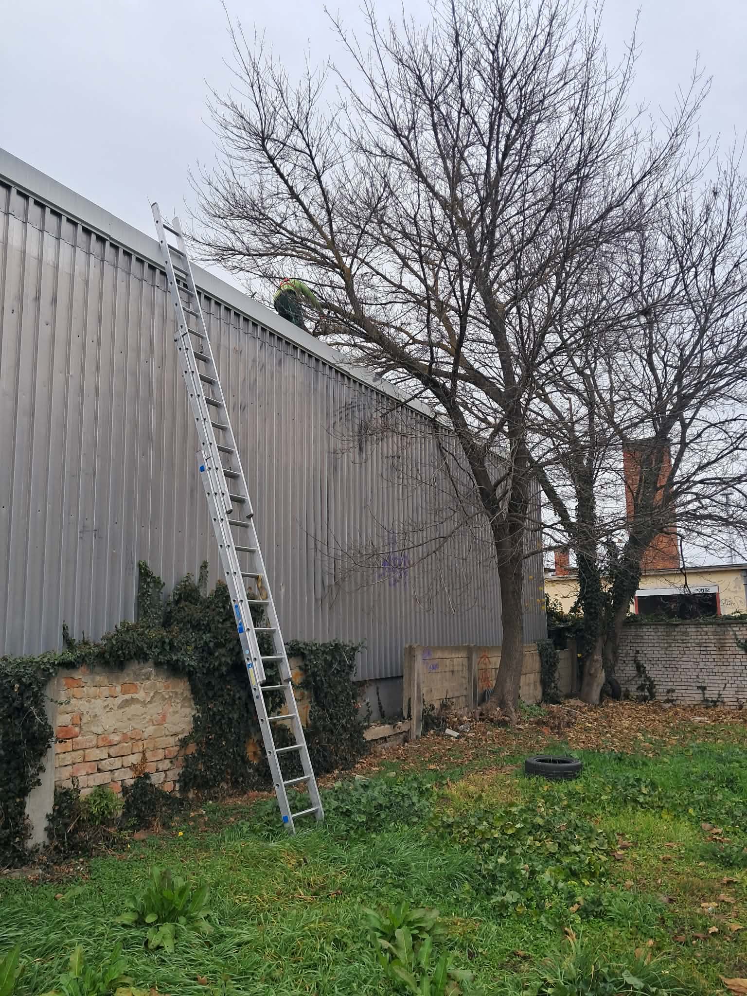 Fakivágás — magas létra ágak metszéséhez