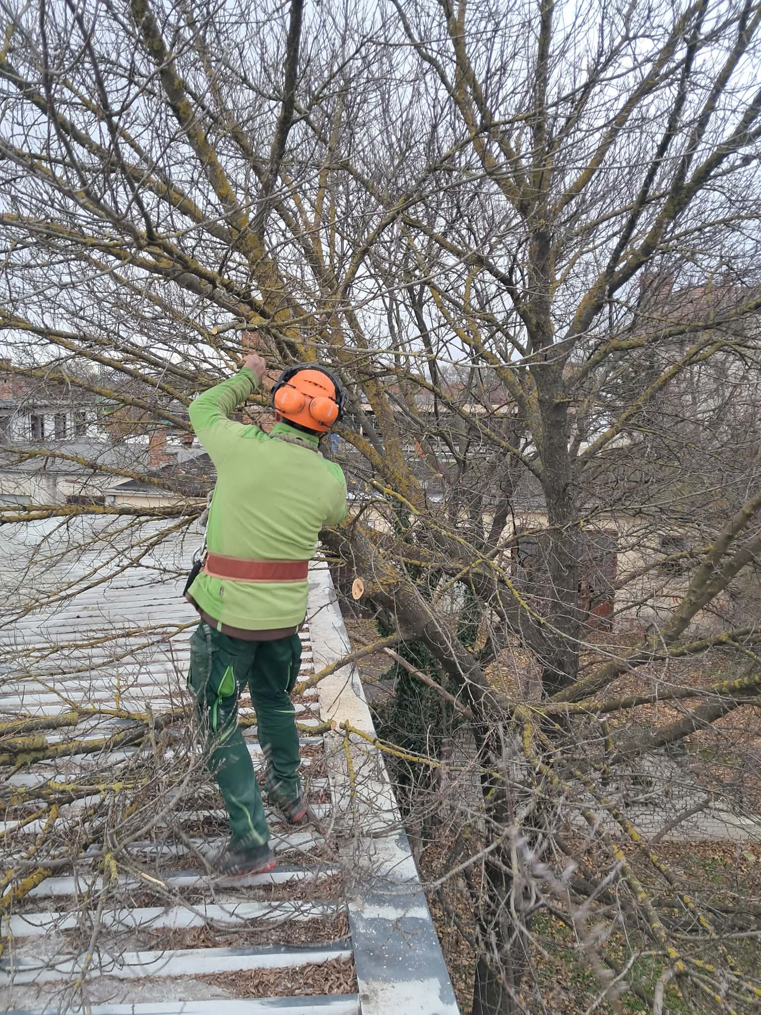 Fakivágás — láncfűrészes ágmetszés magasban