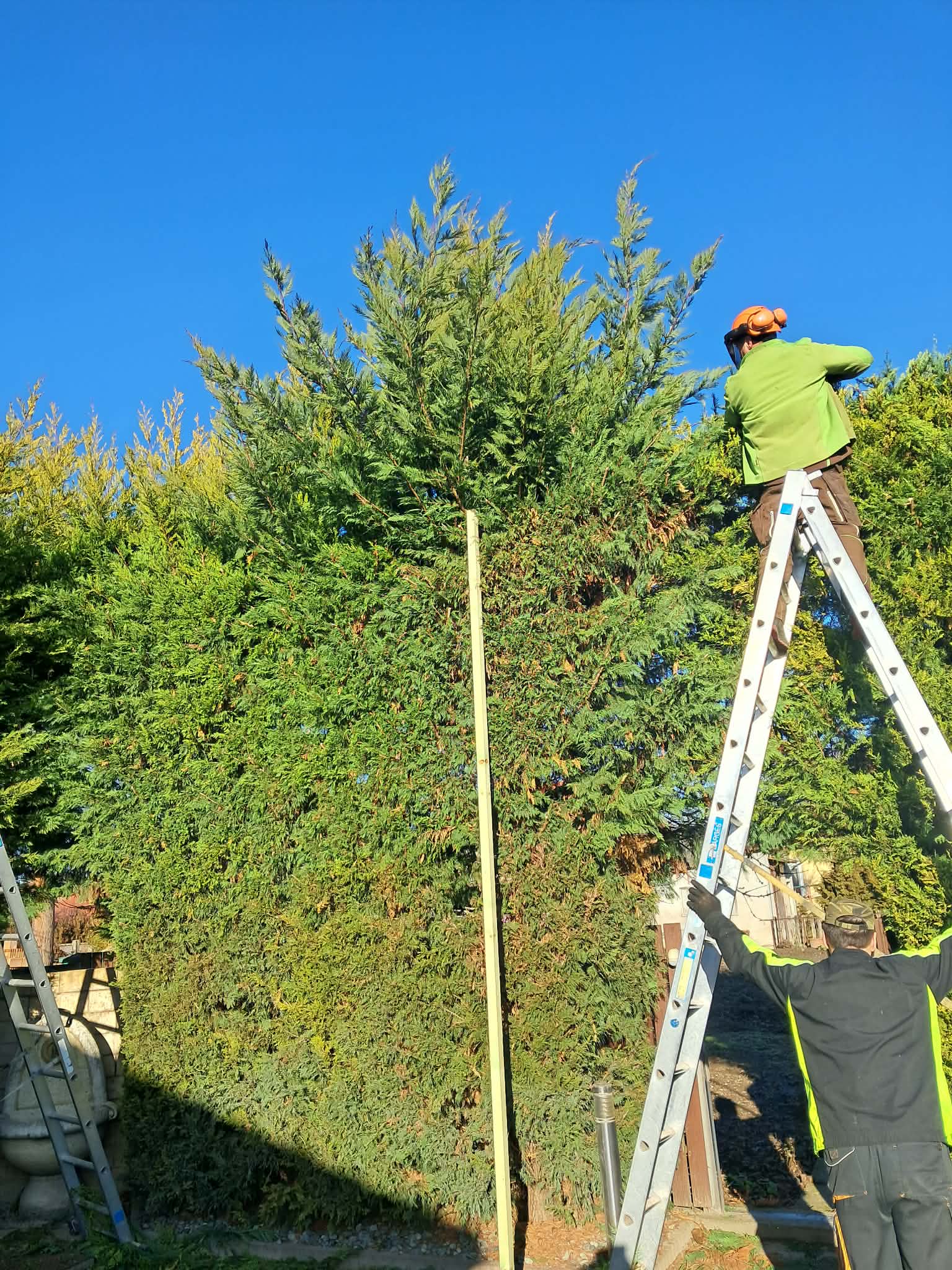 Fakivágás — két munkás létráról örökzöld vágása