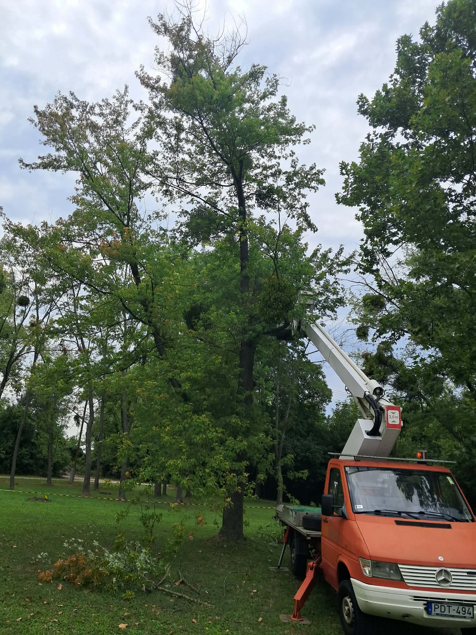 Fakivágás — emelőkosár nagy fa metszésénél