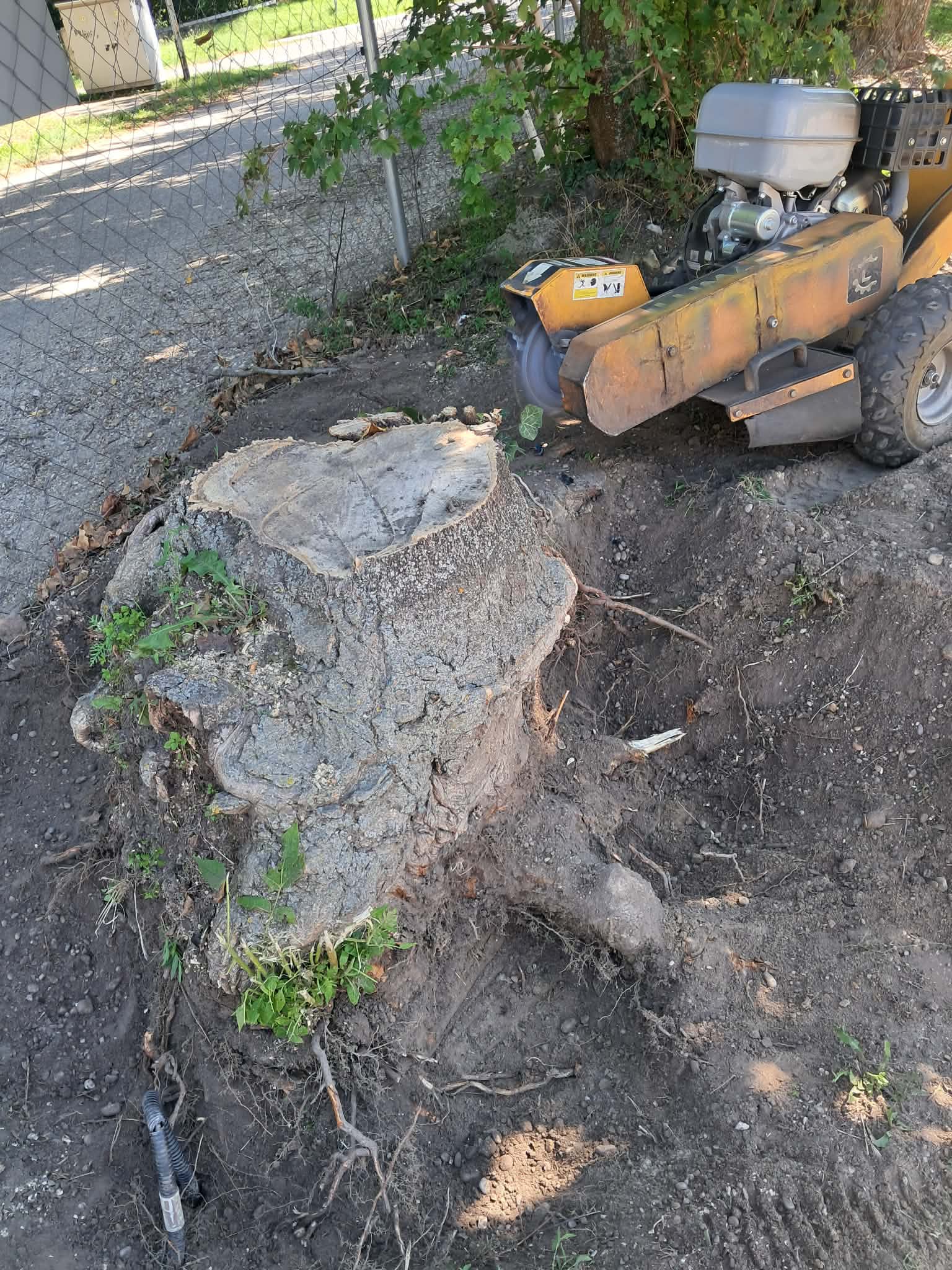 Gyökérmarás — sárga tuskómaró gép a gyökereknél
