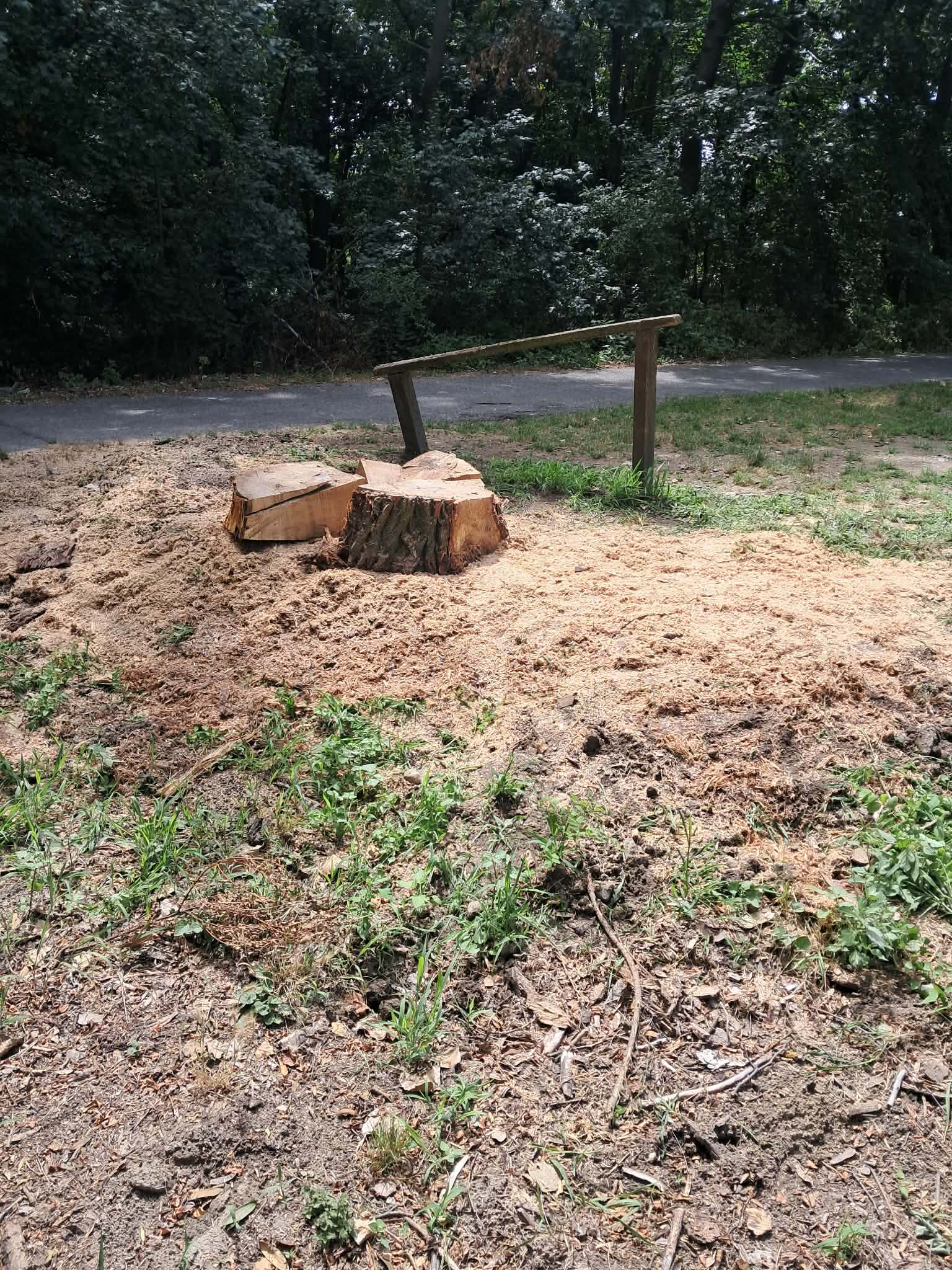 Tuskómarás — nagy átmérőjű tuskó