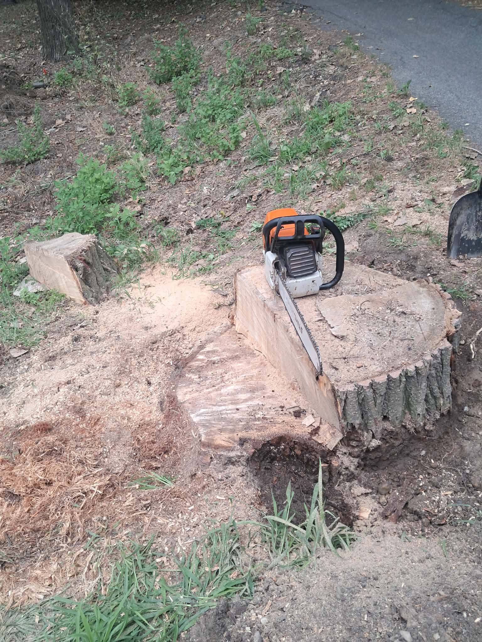 Fakivágás — Stihl láncfűrész frissen vágott tuskón